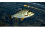 夏季野釣鯽魚，這些技巧你絕對想不到！