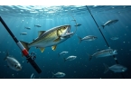 穿透王能快速吸引魚(yú)群并讓其久留，效果是真